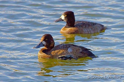 Lesser Scaups_52345.jpg - Two female Lesser Scaups (Aythya affinis) photographed at Ottawa, Ontario - the capital of Canada.